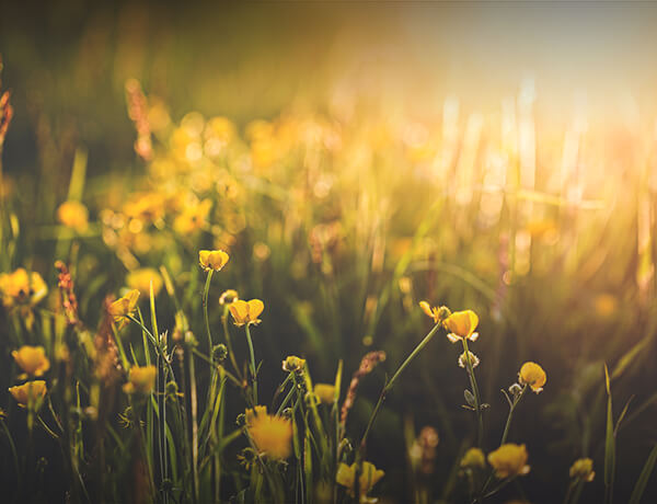 Value vs. Growth Investing