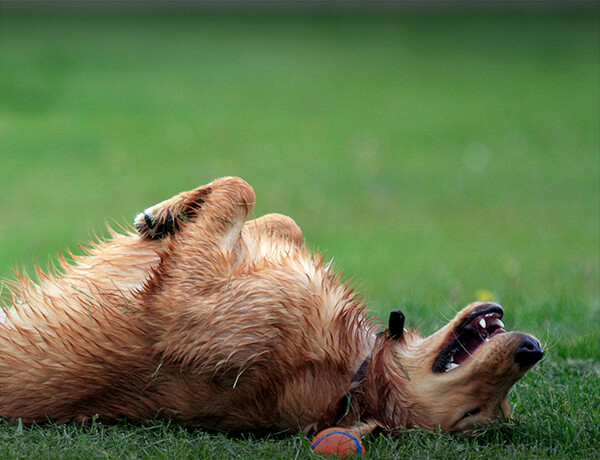 What's So Great About a Rollover?